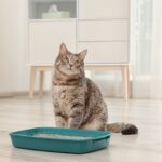 Litter Box Training: How to Get Your Kitten to Use One