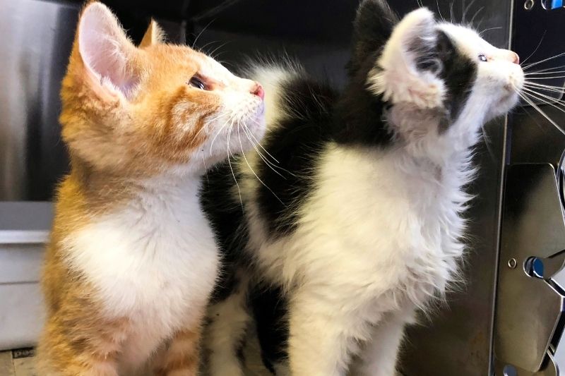 kittens in animal shelter