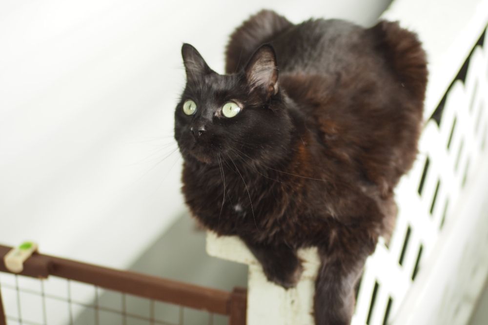 Black cat sitting on a rail