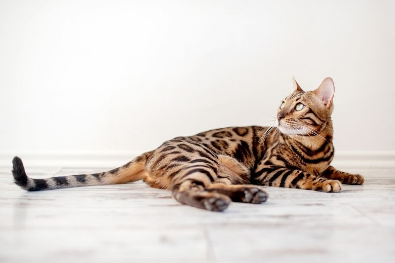 bengal cat laying down