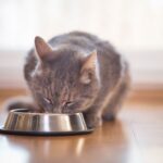 Best Raw Cat Foods: Freeze-Dried Brands for your Cat