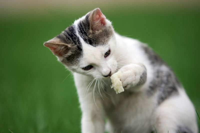 cat with bread in paw