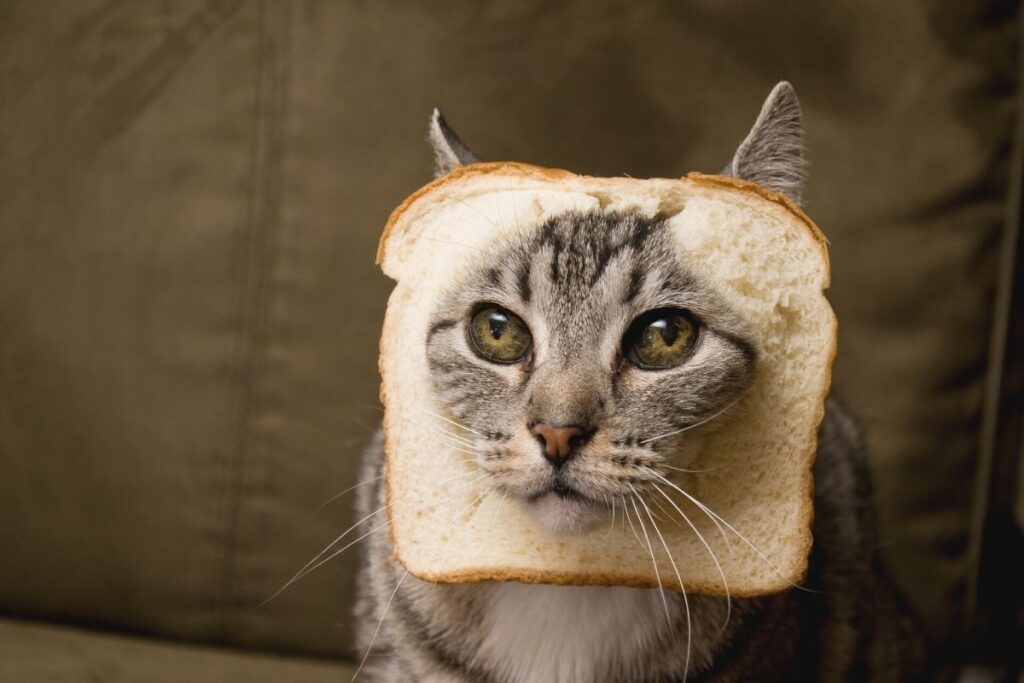 Can Cats Eat Bread? - That Cuddly Cat