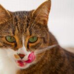 cat licking lips