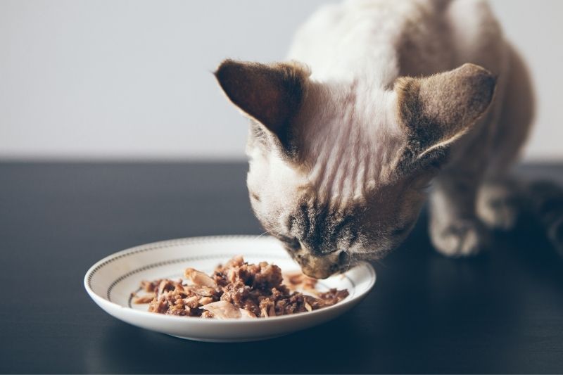 A cat eating wet food out of a little dish