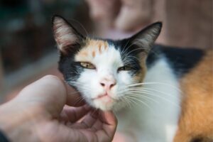 Why Does My Cat Headbutt Me? - That Cuddly Cat