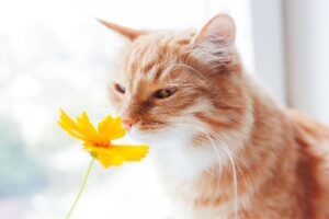 Cat with a flower