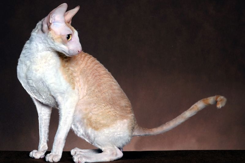 cornish rex