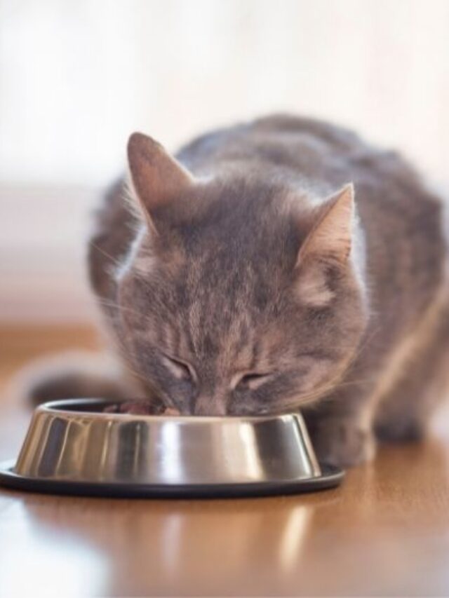 When & How Much To Feed Your Cat That Cuddly Cat