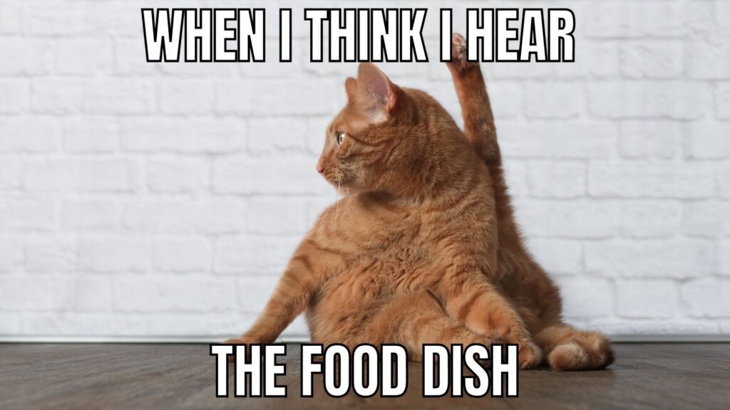 food dish cat meme
