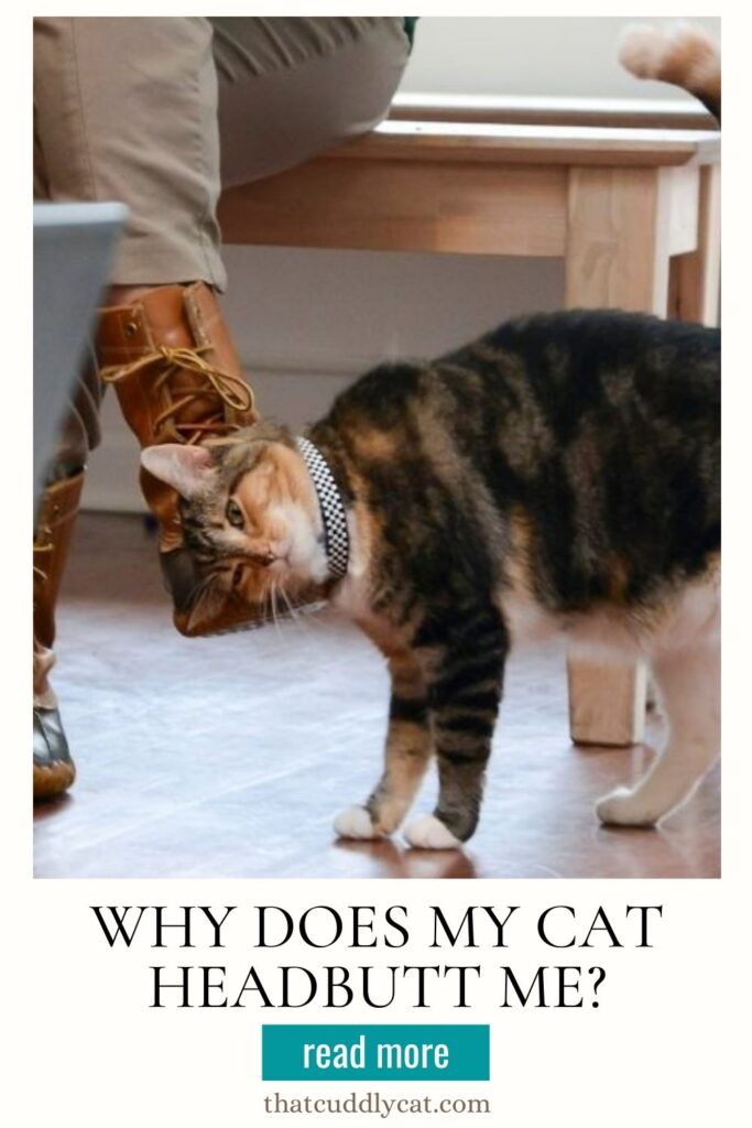 Why Does My Cat Headbutt Me? That Cuddly Cat