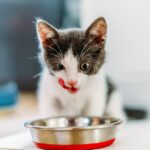 How Much Should I Feed My Cat? cat eating from a bowl