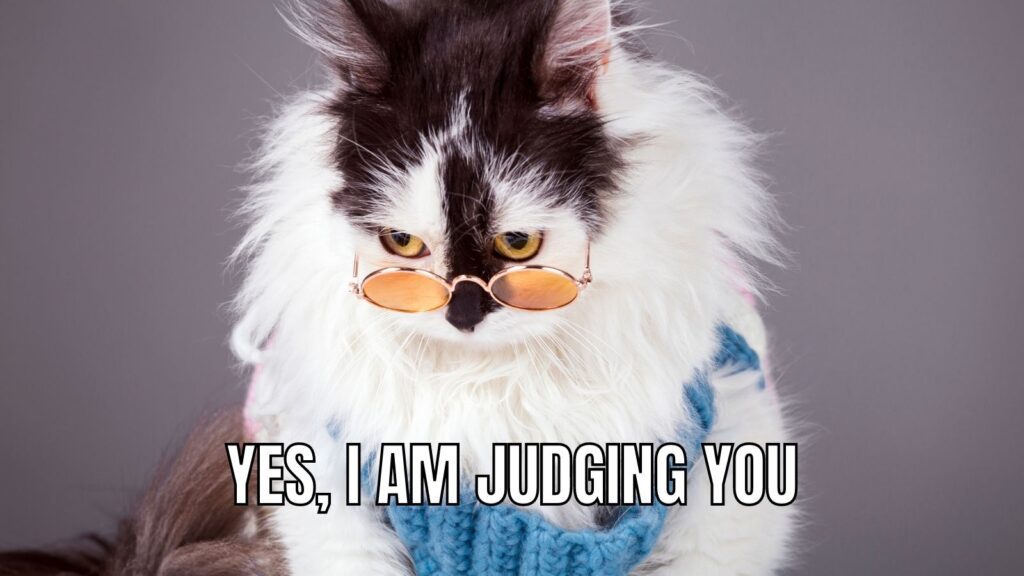 judging you cat meme