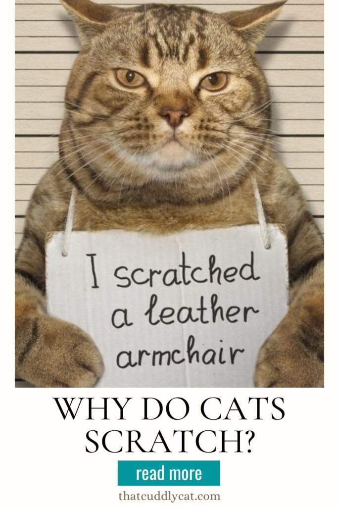 Why Do Cats Scratch? That Cuddly Cat