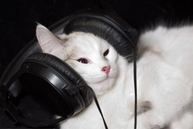 cat in oversized headphones