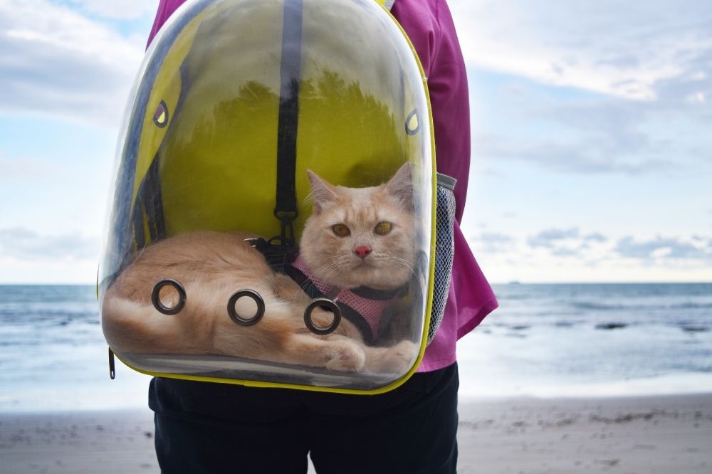 Cat in a backpack at the beach