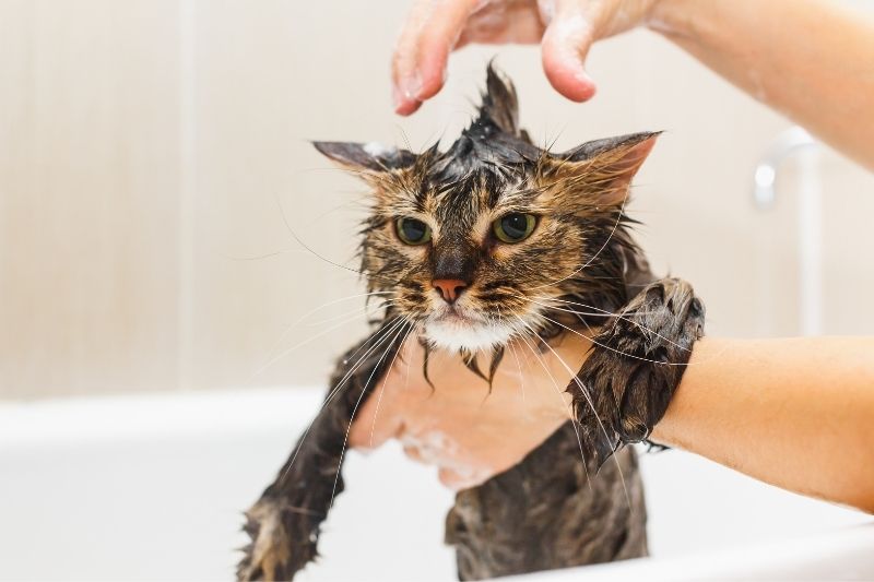 cat with mohawk in bath