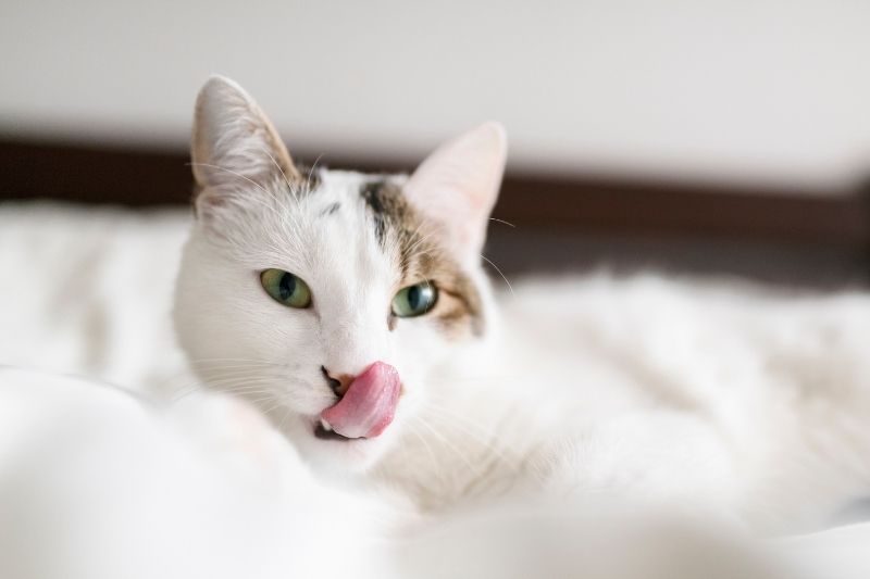 cat licking lips