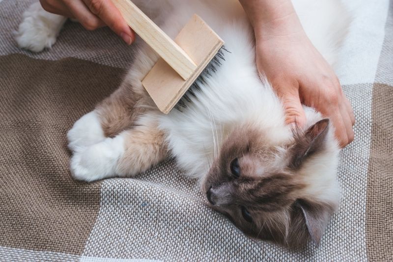 cat being brushed
