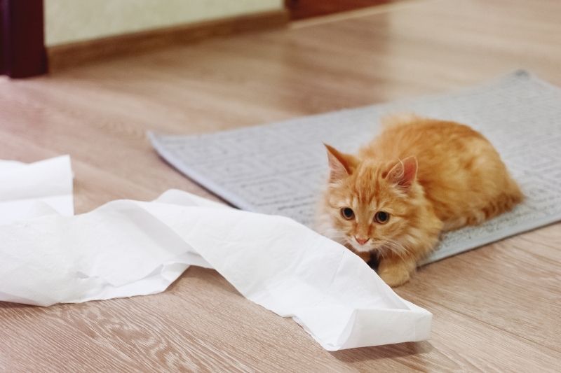 cat playing with toilet paper