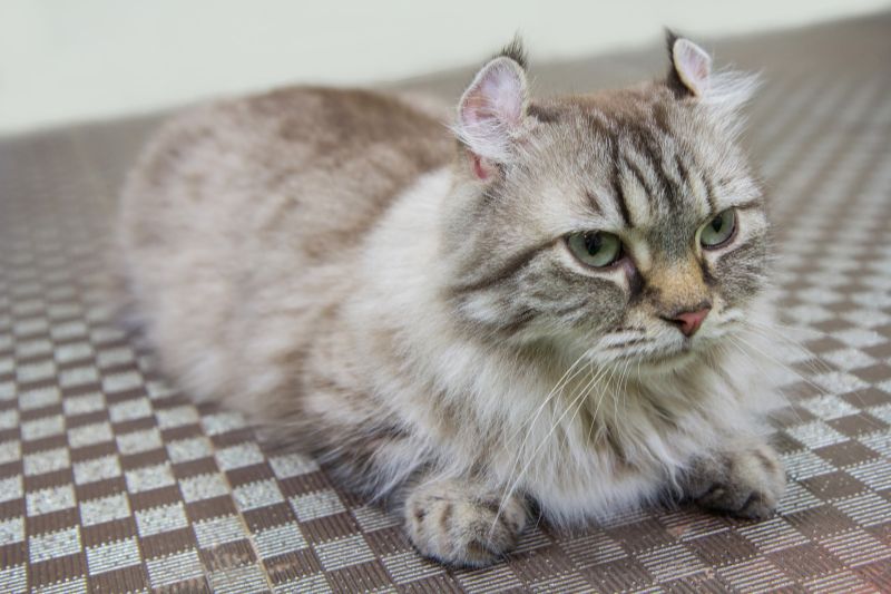 American Curl Cat