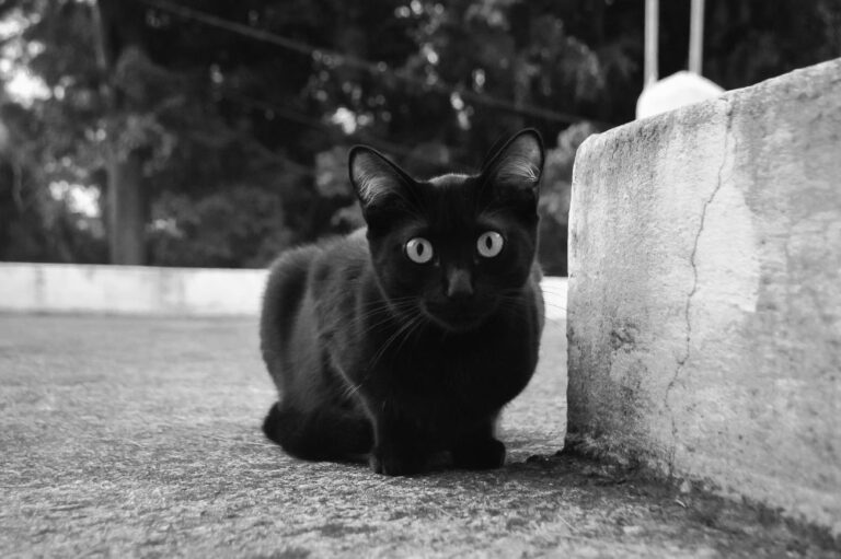 Are Black Cats Bad Luck? That Cuddly Cat