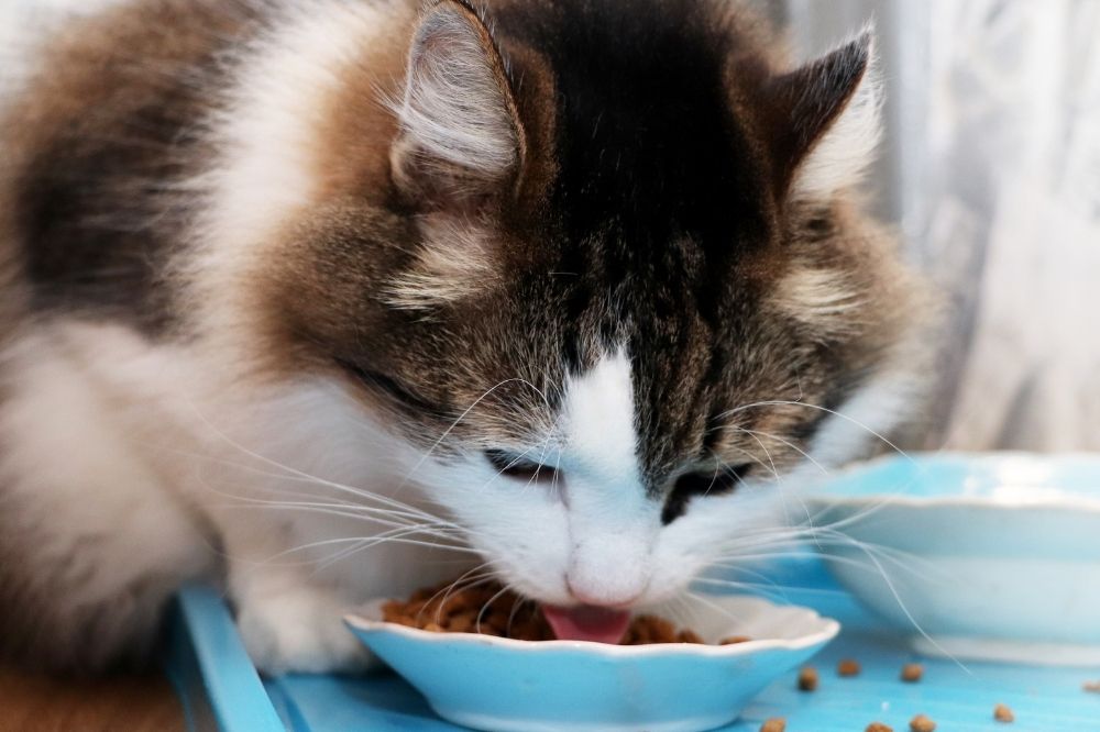 Fluffy cat eating from a bowl