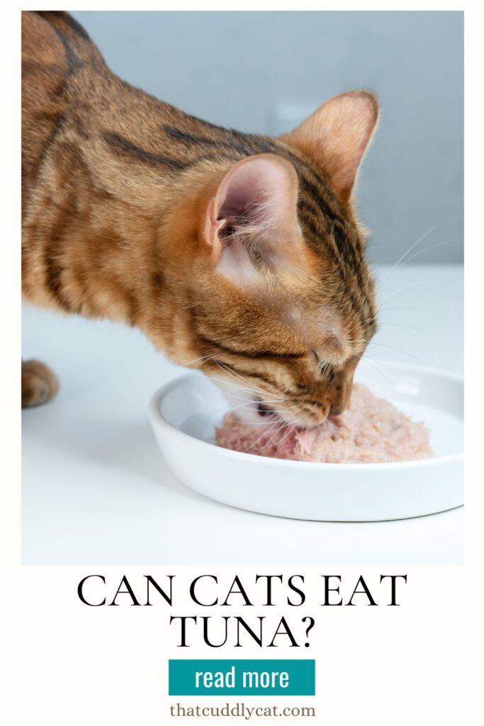 A cat eating a plate of tuna