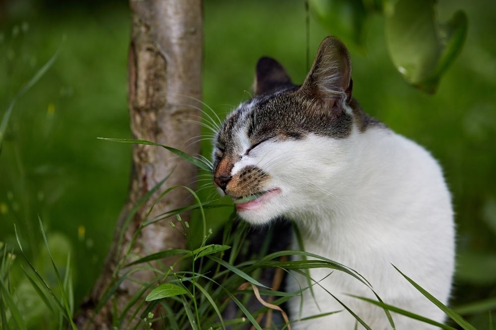 grey and white cat eating grass