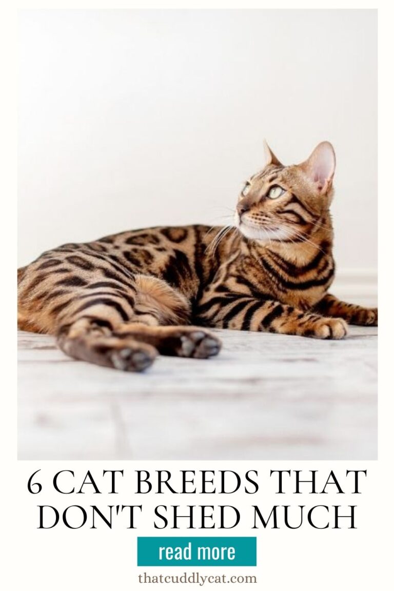 6 Cat Breeds That Don't Shed (Much) That Cuddly Cat