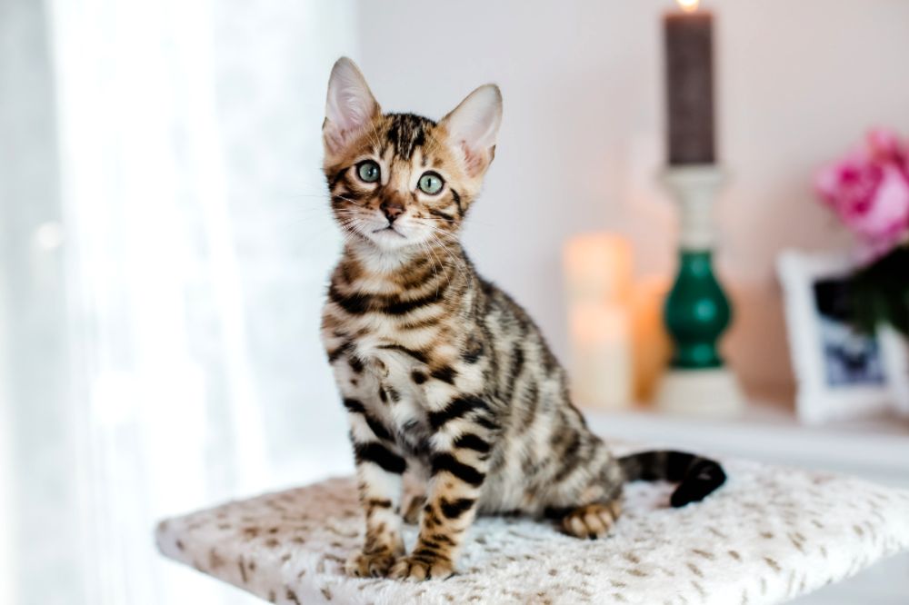Bengal kitten