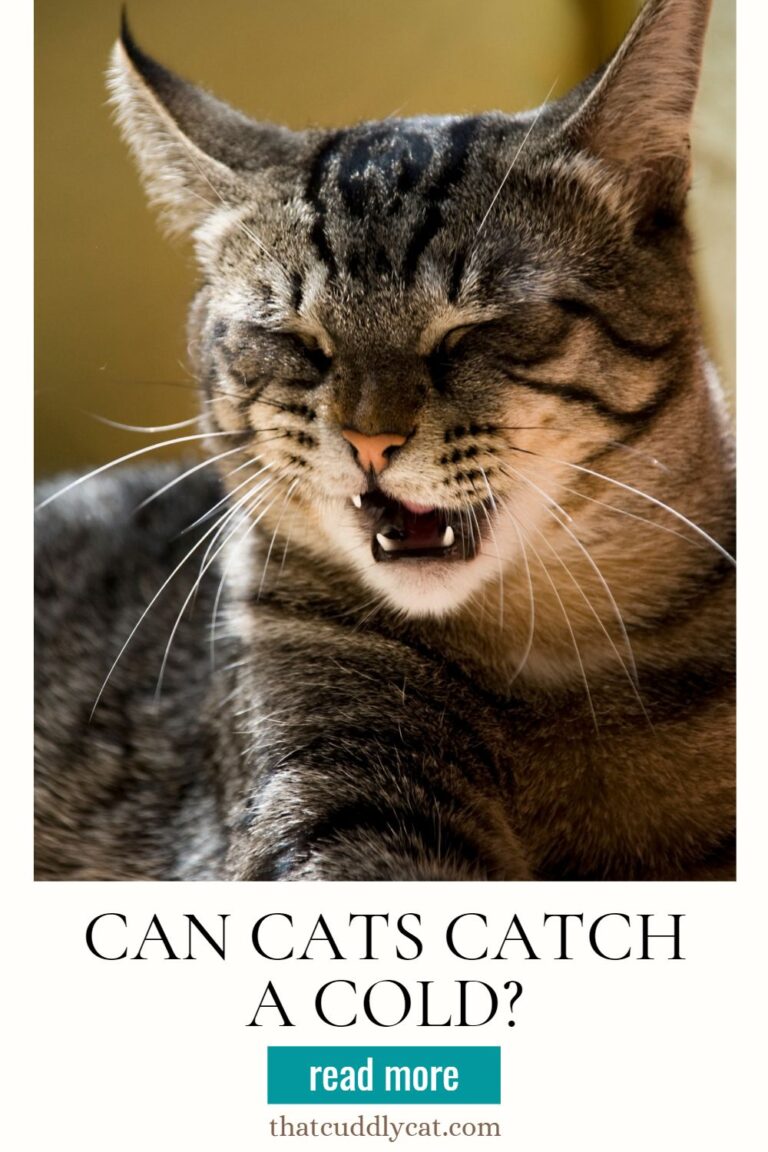 Can Cats Catch A Cold? How To Prevent It That Cuddly Cat