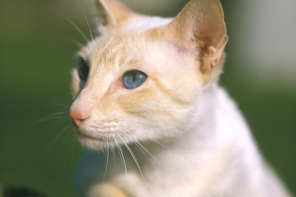 Cream Point Siamese cat