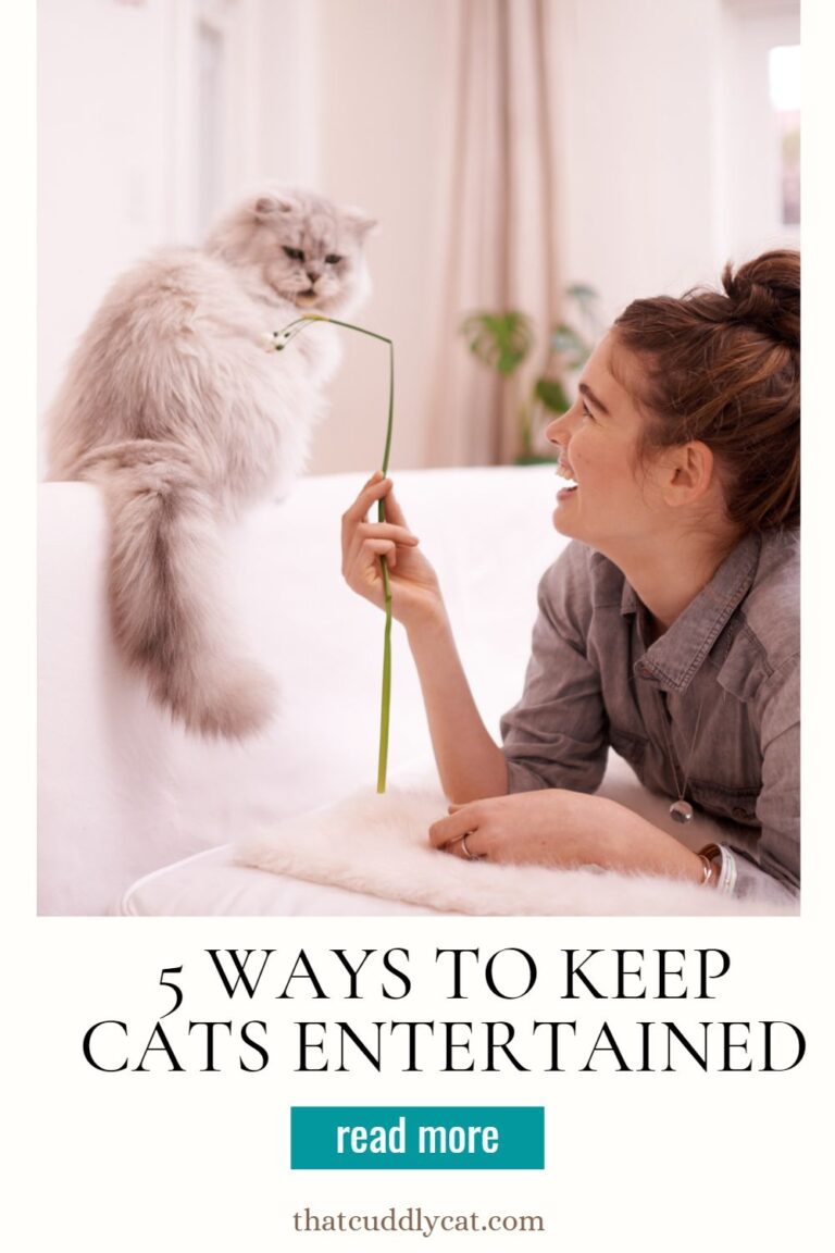 5 Ways to Keep Cats Entertained That Cuddly Cat