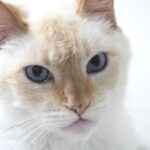 About the Red Point Siamese Cat