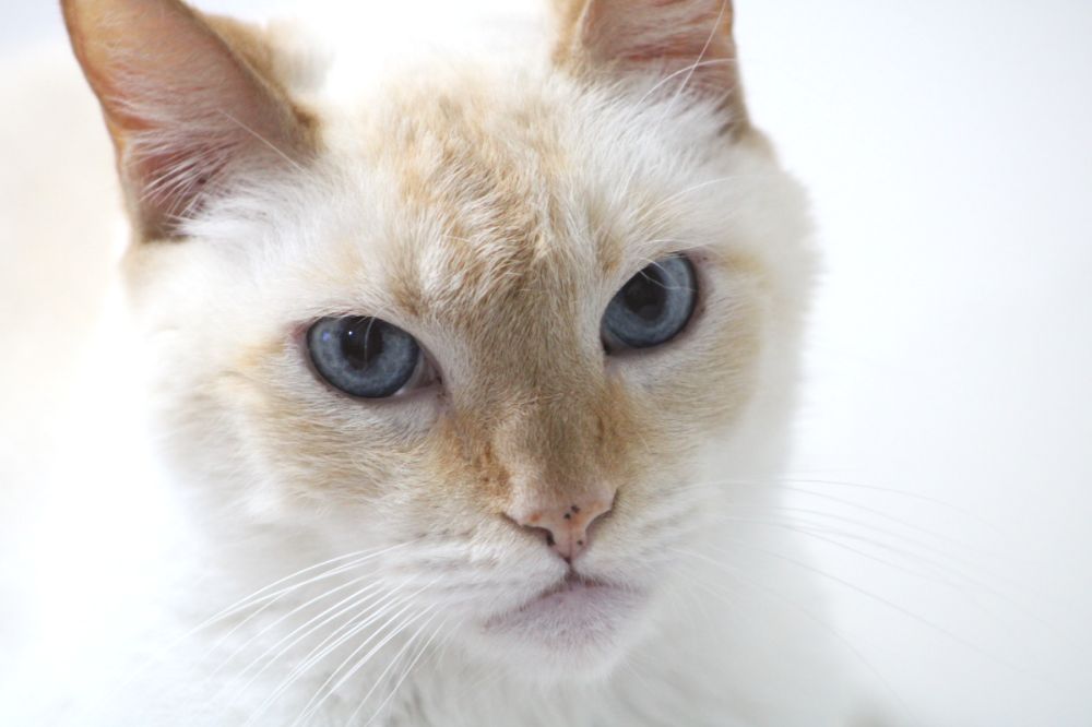 Red Point Siamese