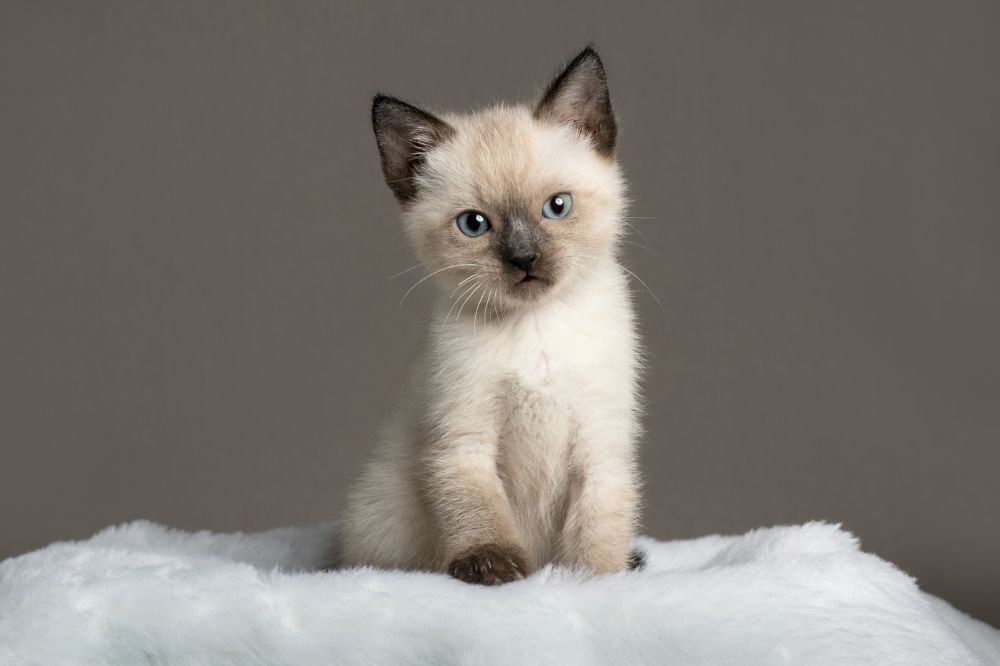 10 Types Of Siamese Cat Breeds That Cuddly Cat 10 Types Of Siamese Cat Breeds That Cuddly Cat