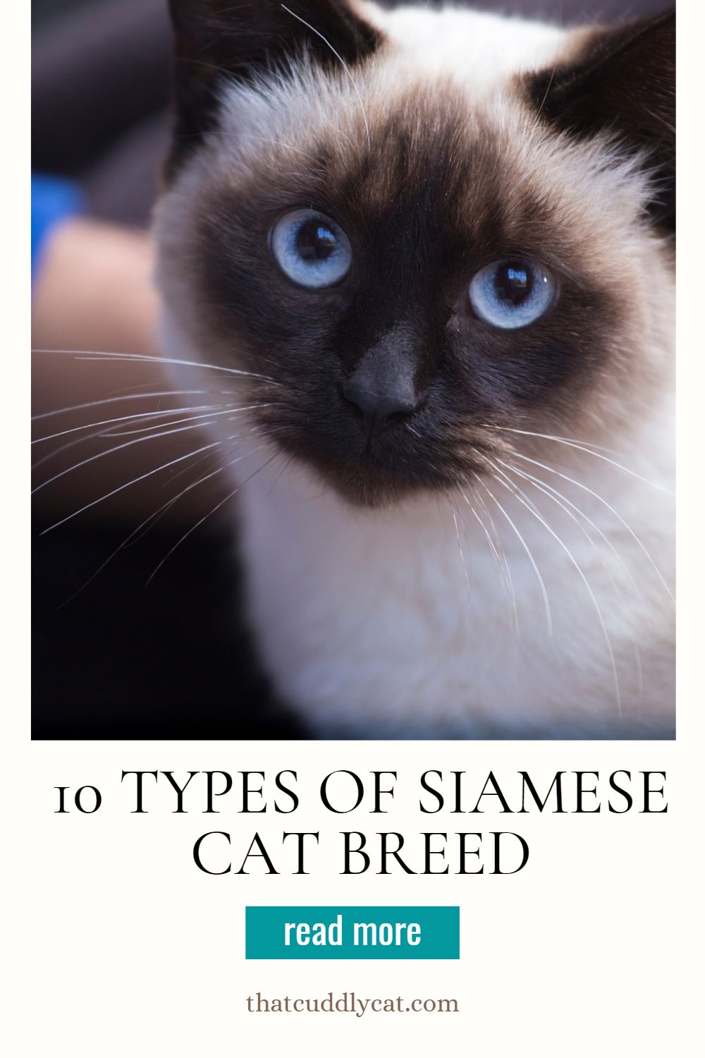 10 Types of Siamese Cat Breed