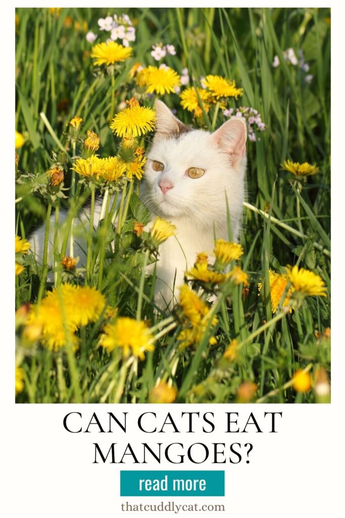 A cat sitting in a dandelion field