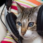 Cat with headphones on