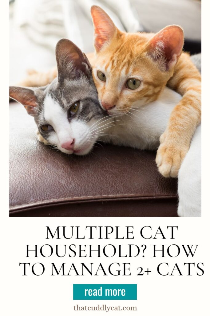 Image showcasing Multiple Cat Households: How to Manage 2+ Cats - That Cuddly Cat