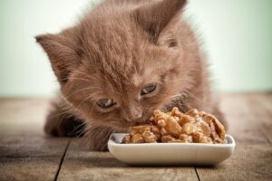 Can Cats Taste Spicy? - That Cuddly Cat