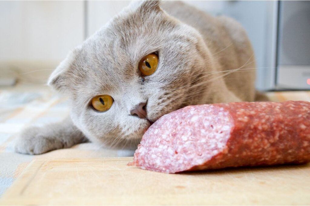 Can Cats Have Salami? That Cuddly Cat