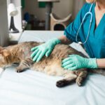 How Often Should You Take Your Cat To The Vet?