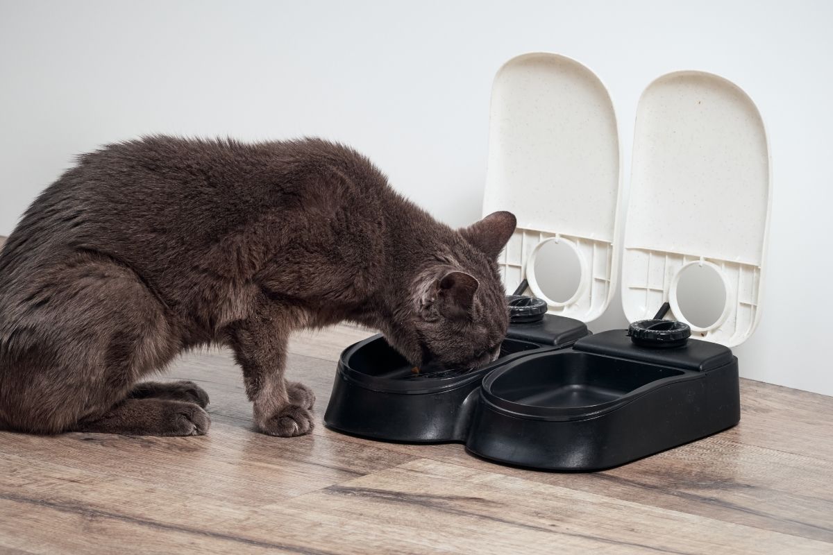 Why Does Your Cat Seem To Like Spicy Foods?