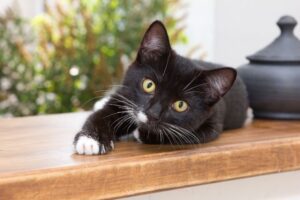 Do Cat Whiskers Grow Back? - That Cuddly Cat