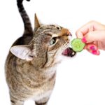 Can a Cat Eat Cucumber?