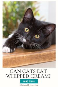 Can Cats Have Whipped Cream? - That Cuddly Cat