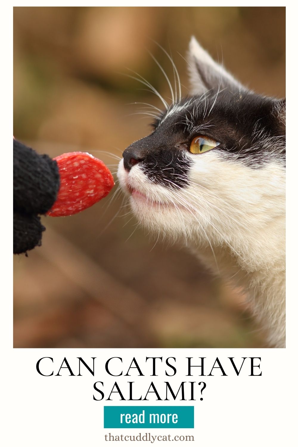 A cat sniffing a piece of salami