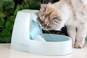 Can Cats Have Whipped Cream? - That Cuddly Cat